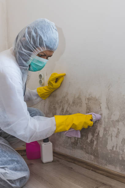  , USA Mold Removal Pros